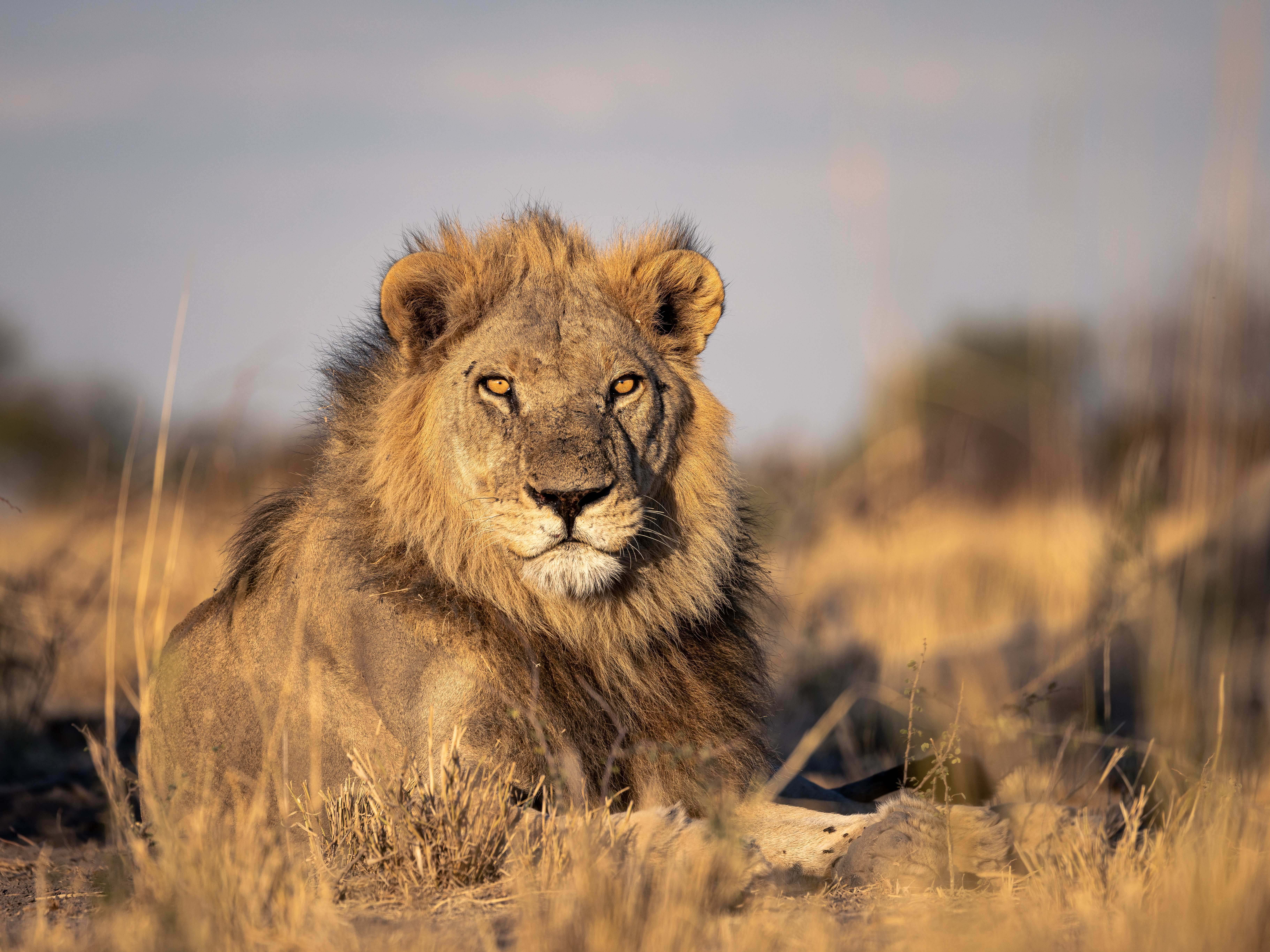 Botswana Lion on a Luxury Safari